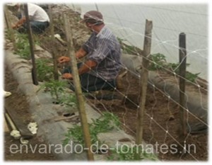 envaro-de-tomates.in