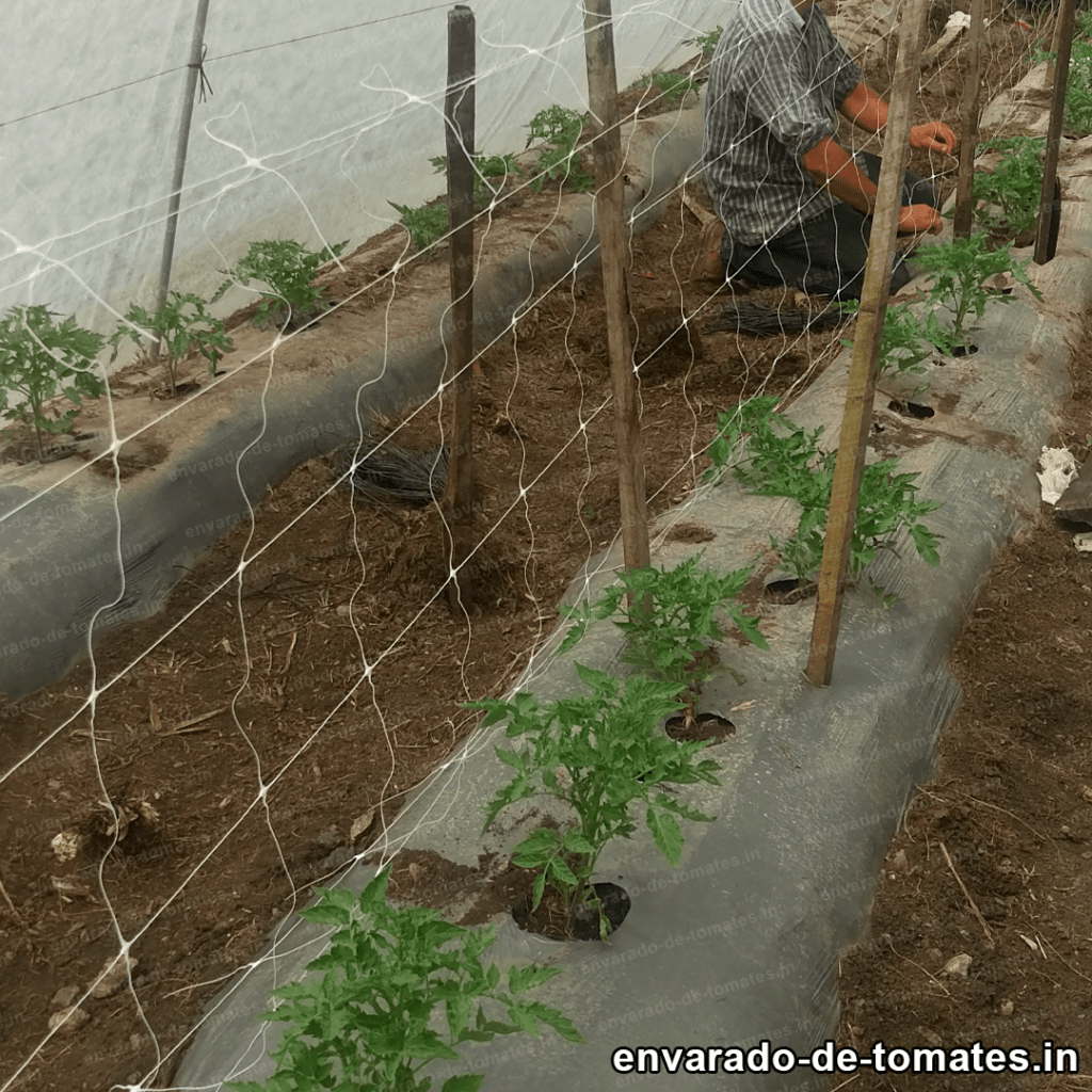 Malla para entutorar tomate 