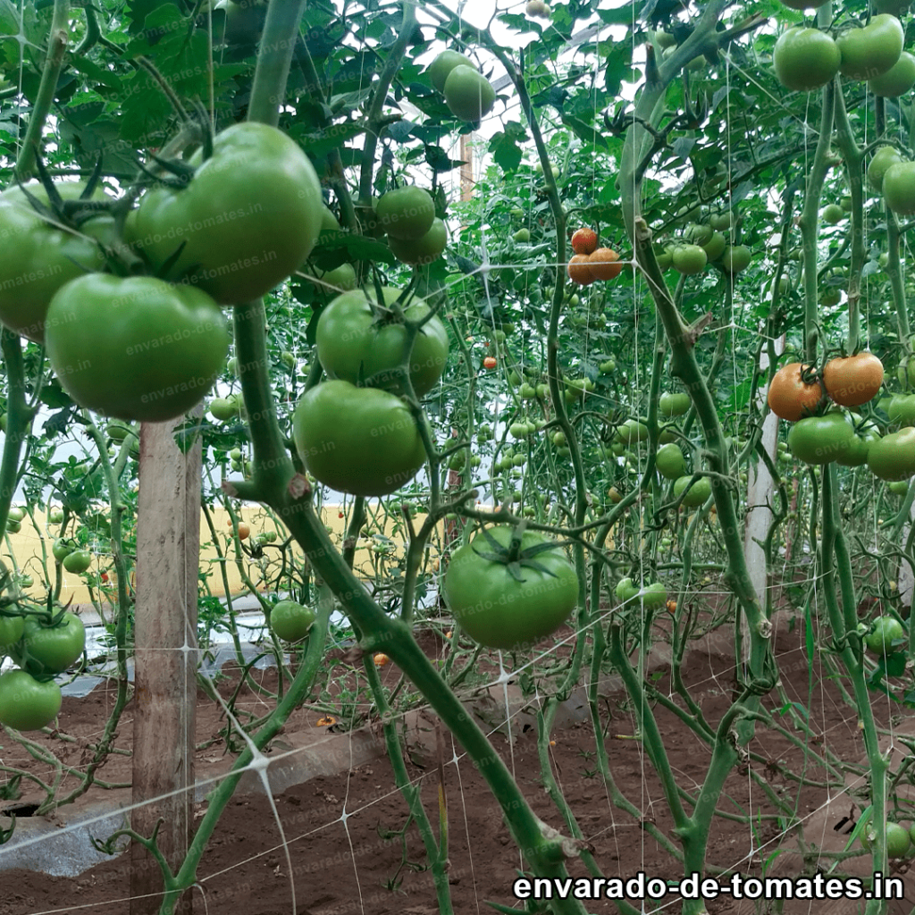 Envarado del tomate 