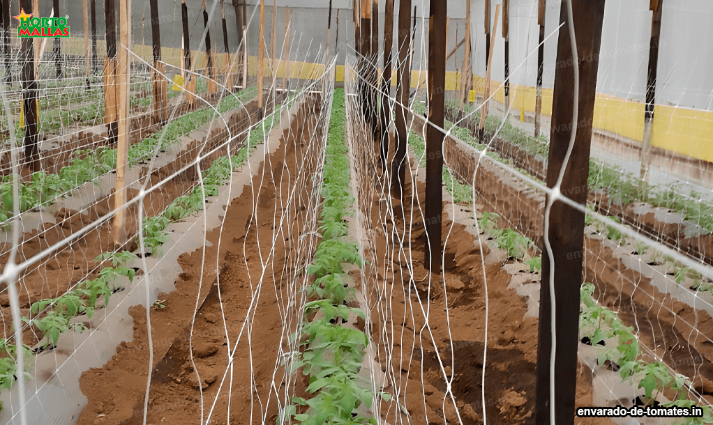 Qué necesitas saber para envarar tomates